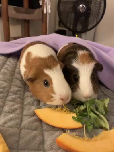 &ldquo;Sharing? What&rsquo;s that? Is it tasty?&rdquo;