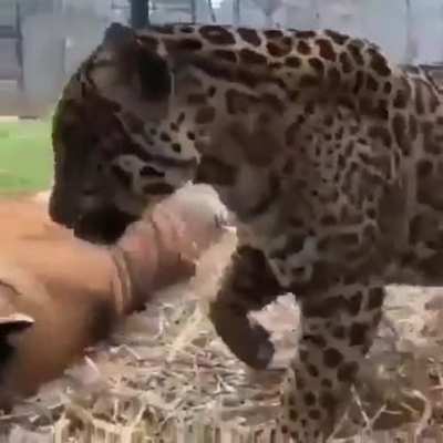 Beautiful Big Cats