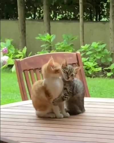this is true love
