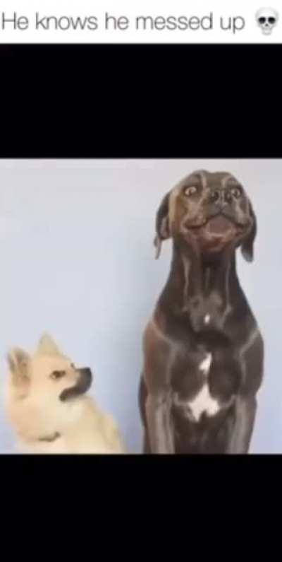 The dog&rsquo;s face sends me