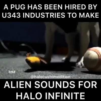 Pug :))
