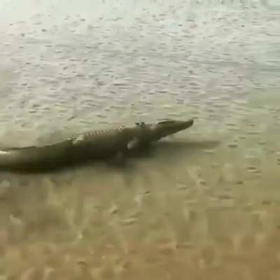 🔥 Crocodile 🔥