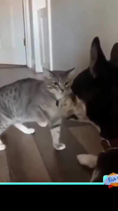 Песели и котэ, подборка