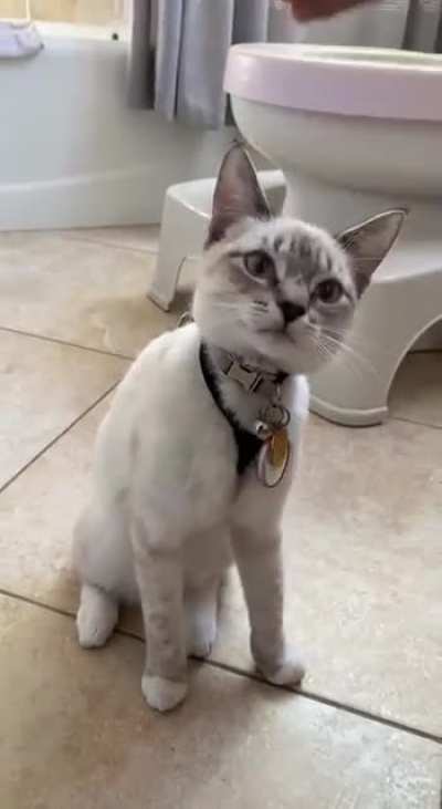 To all those that insulted me and said I "pulled my cat down with a fishing line" -- here's her doing it again...she's just a derp