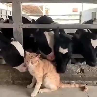They all love her
