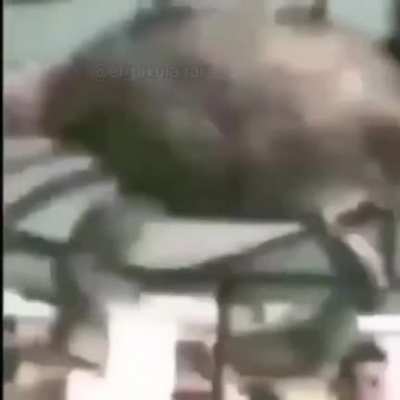 Um siri fazendo barra ao som de rock balboa