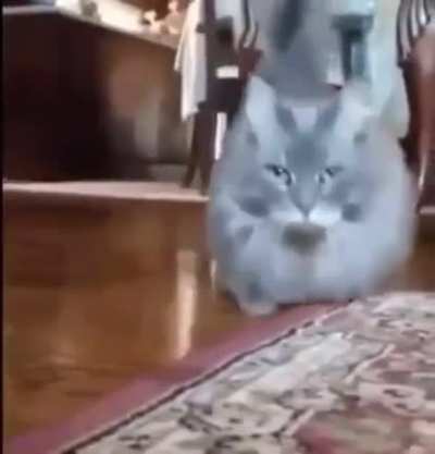 fofo