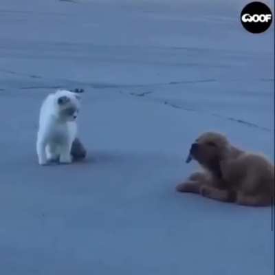 The cutest stalker I&rsquo;ve ever seen