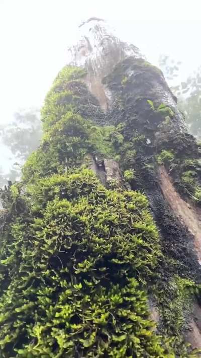 Rain tree in India