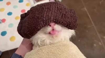 My cat got a cold and the vet recommended a warm compress for his eyes. I think he&rsquo;s enjoying his spa time.