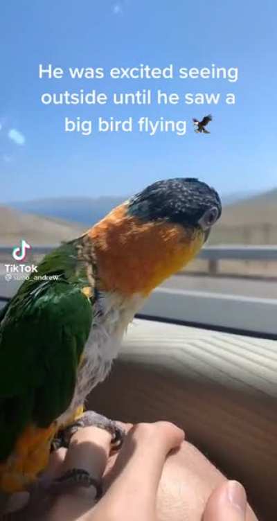Bird