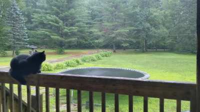 Rain and Misfortune (cat)