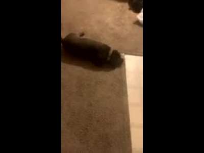 Newly adopted Senior eats the soul of unsuspecting teenager.