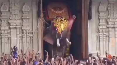At 316cm tall this is India&rsquo;s largest captive elephant.
