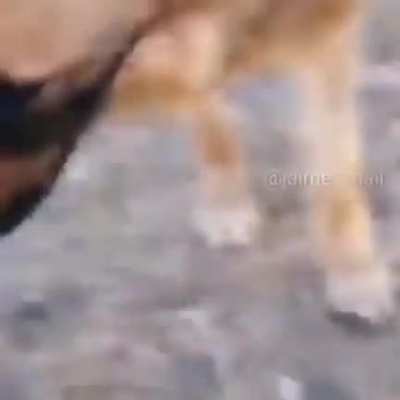 Perro admin