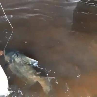 Tambaqui de estima&ccedil;&atilde;o!