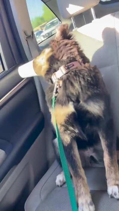I got her a pup cup and now I&rsquo;m laughing so hard I can&rsquo;t BREATHE