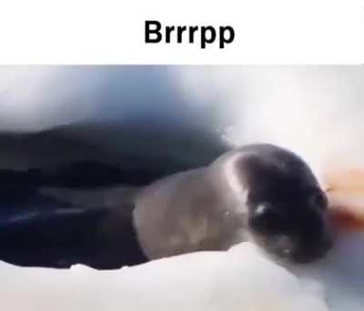 Losercity Navy Seal