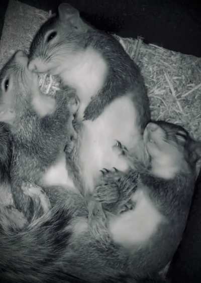 Sleeping baby squirrels 🥰