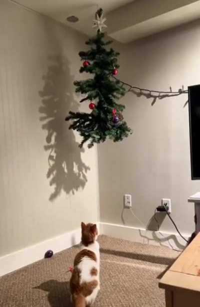 Tis the season