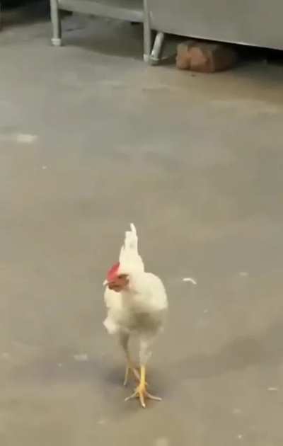 buffet service with a self serve chicken option