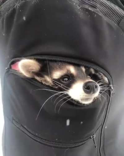 Adorable raccoon hiding in a backpack