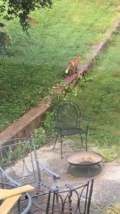 &ldquo;I can not believe it just did that!&rdquo; 😂 A fox takes a dump in my gf&rsquo;s parents birdbath then dips