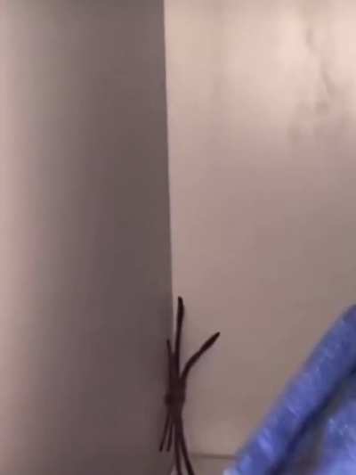 I&rsquo;d let this spider keep my clothes and my house, insane