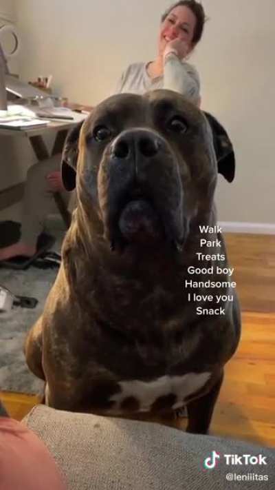Using dog's favorite words in a story