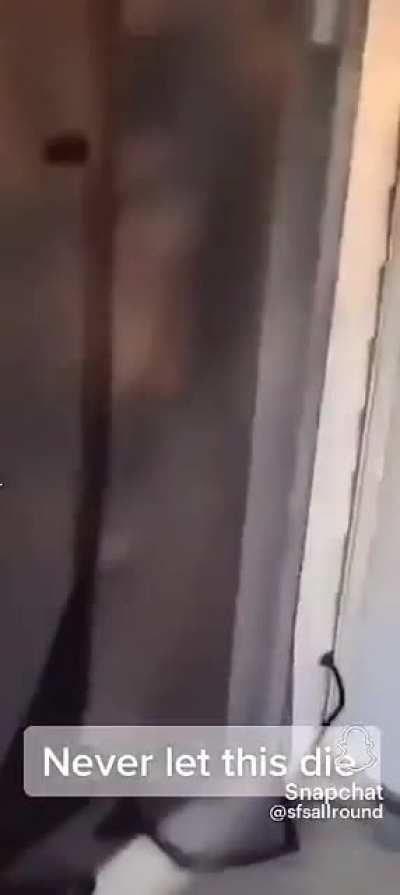Dog&hellip;