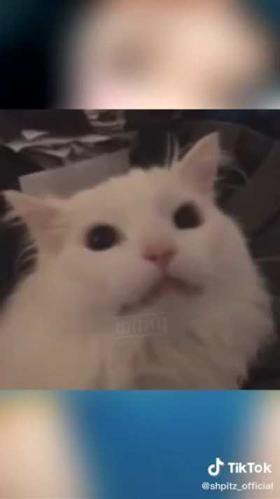 What is the name of the song in this meme?