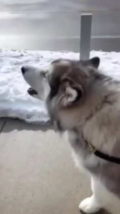 He&rsquo;s so proud of himself
