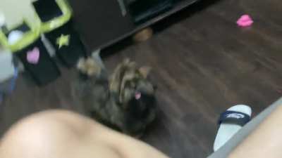 PHOEB-