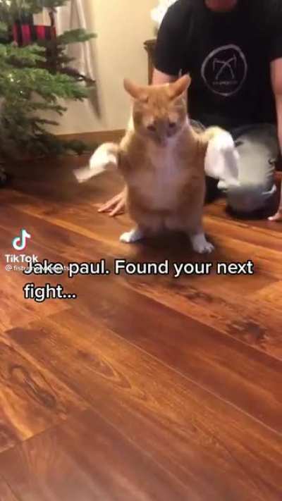 Found Jake Paul's next fight