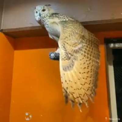 🔥 Wing width of this owl