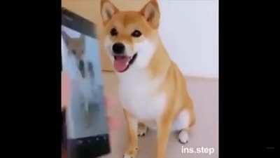 Good dog
