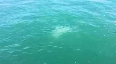 &ldquo;There&rsquo;s always a bigger fish&rdquo;