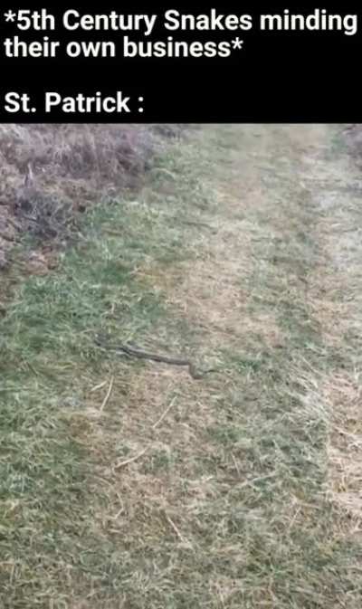 Fuck Snakes!