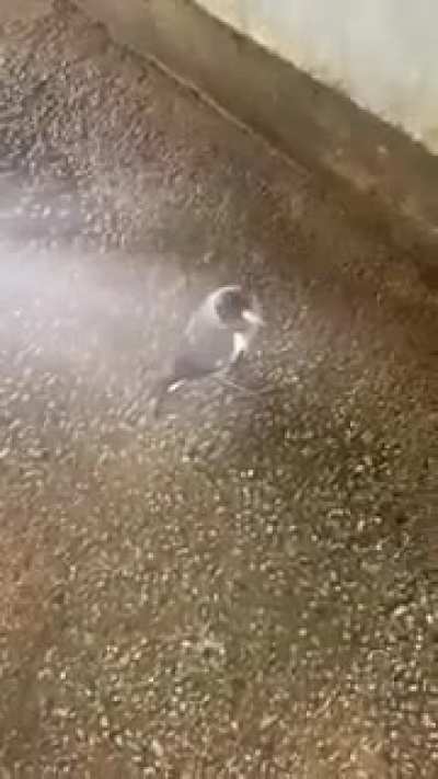 You know it&rsquo;s hot when the magpies need watering...