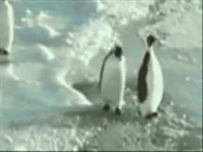 penguin push