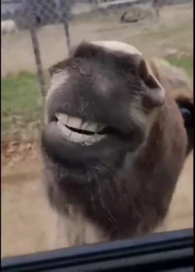 Unexpected Donk&eacute;