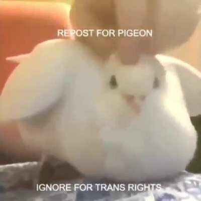 Repost