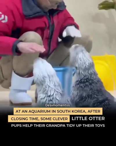 Otters are just lovely!