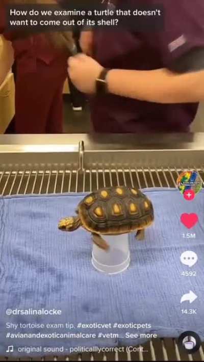 🐢tortel