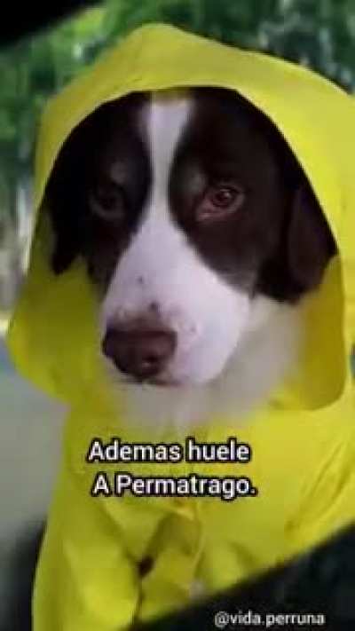 Le falta calle