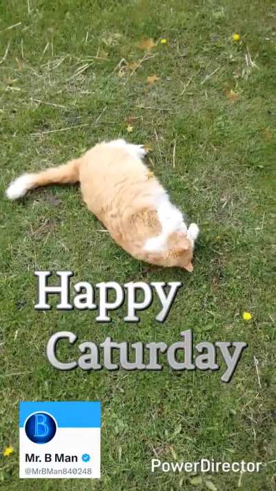Happy Caturday 😎