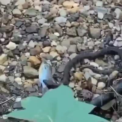 fish hero