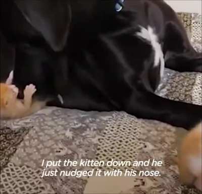 150 pound great Dane falls in love with tiny kittens