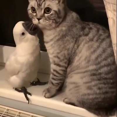 Furbitten love
