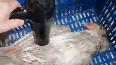 Reviving a poor frozen duck.